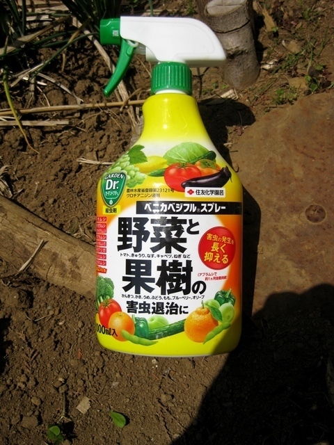 そら豆とアブラムシ ポタジュ 家庭菜園 ガーデニング Back Yard Caffe
