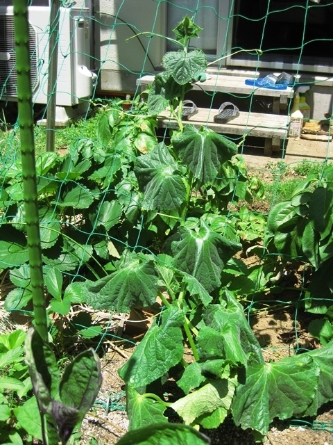 キュウリとミニトマトの脇芽欠き ポタジュ 家庭菜園 Back Yard Caffe