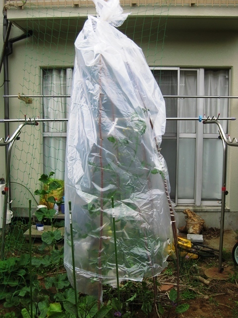 ミニトマトの雨除け ポタジュ 家庭菜園 Back Yard Caffe