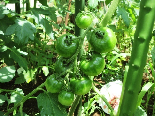 野良仕事 夏野菜の手入れ Back Yard Caffe